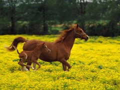 Baby-Horse-Running-Wallpaper-240x180